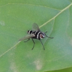 Trigonospila sp. (genus) (A Bristle Fly) at Conder, ACT - 5 Jan 2019 by MichaelBedingfield