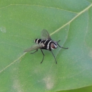 Trigonospila sp. (genus) at Conder, ACT - 5 Jan 2019