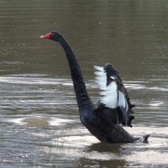 Cygnus atratus (Black Swan) at Greenway, ACT - 18 Dec 2018 by MichaelBedingfield