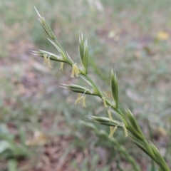 Lolium perenne (Perennial Ryegrass) at Pollinator-friendly garden Conder - 4 Nov 2018 by michaelb