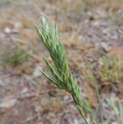 Bromus brevis (A Brome) at Gordon, ACT - 6 Nov 2018 by MichaelBedingfield