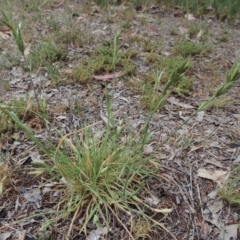 Bromus brevis at Gordon, ACT - 6 Nov 2018