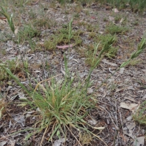 Bromus brevis at Gordon, ACT - 6 Nov 2018 10:16 AM