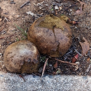 Pisolithus marmoratus at Macquarie, ACT - 12 Jan 2019