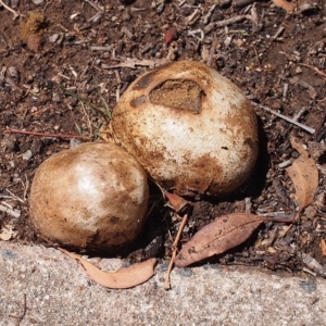 Pisolithus marmoratus at Macquarie, ACT - 12 Jan 2019