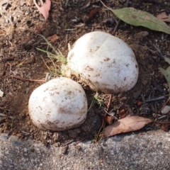 Pisolithus marmoratus at Macquarie, ACT - 12 Jan 2019