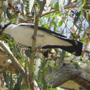 Lalage tricolor at Gilmore, ACT - 17 Jan 2019