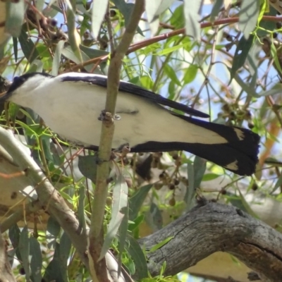 Lalage tricolor (White-winged Triller) at Gilmore, ACT - 16 Jan 2019 by roymcd