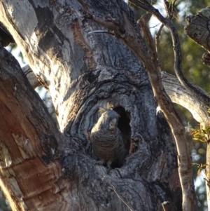 Callocephalon fimbriatum at Red Hill, ACT - 16 Jan 2019