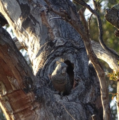 Callocephalon fimbriatum (Gang-gang Cockatoo) at Red Hill Nature Reserve - 15 Jan 2019 by roymcd