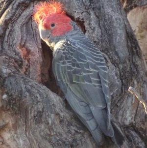 Callocephalon fimbriatum at Red Hill, ACT - 16 Jan 2019