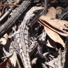 Amphibolurus muricatus (Jacky Lizard) at Coree, ACT - 16 Jan 2019 by Christine