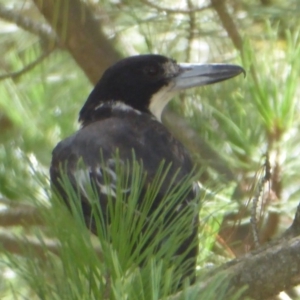 Cracticus torquatus at Coree, ACT - 17 Jan 2019 10:35 AM