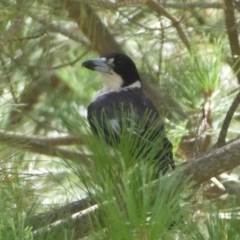 Cracticus torquatus at Coree, ACT - 17 Jan 2019 10:35 AM