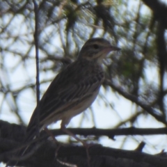 Anthus australis (Australian Pipit) at Coree, ACT - 16 Jan 2019 by Christine