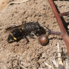 Crabroninae (subfamily) (Unidentified solitary wasp) at Higgins, ACT - 14 Jan 2019 by AlisonMilton