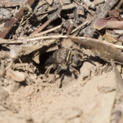 Crabroninae (subfamily) at Higgins, ACT - 14 Jan 2019