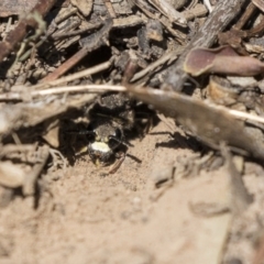 Crabroninae (subfamily) at Higgins, ACT - 14 Jan 2019