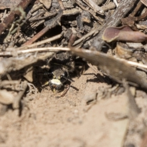 Crabroninae (subfamily) at Higgins, ACT - 14 Jan 2019 10:12 AM