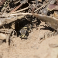 Crabroninae (subfamily) at Higgins, ACT - 14 Jan 2019