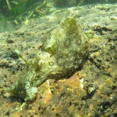 Aplysia argus (Spotted Sea Hare) at Long Beach, NSW - 16 Jan 2019 by PhilBLynB