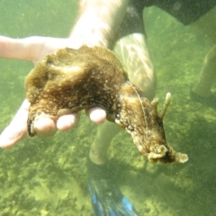 Aplysia argus at Long Beach, NSW - 16 Jan 2019