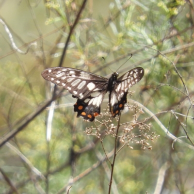 Papilio anactus (Dainty Swallowtail) at Hackett, ACT - 17 Jan 2019 by MatthewFrawley