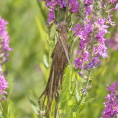 Metura elongatus (Saunders' Case Moth) at Acton, ACT - 17 Jan 2019 by AlisonMilton