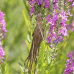 Metura elongatus (Saunders' case moth) at Acton, ACT - 17 Jan 2019 by AlisonMilton