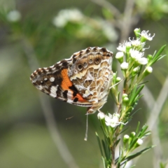 Vanessa kershawi (Australian Painted Lady) at Black Mountain - 17 Jan 2019 by MatthewFrawley