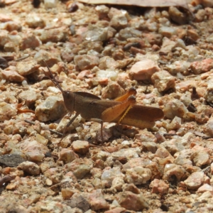 Goniaea australasiae at Hackett, ACT - 17 Jan 2019