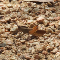 Goniaea australasiae (Gumleaf grasshopper) at Hackett, ACT - 17 Jan 2019 by MatthewFrawley