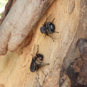 Rutilia (Donovanius) sp. (genus & subgenus) at Hackett, ACT - 17 Jan 2019