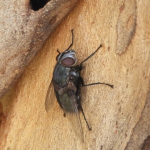 Rutilia (Donovanius) sp. (genus & subgenus) at Hackett, ACT - 17 Jan 2019