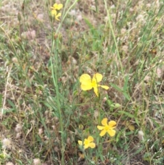 Hypericum gramineum (Small St Johns Wort) at Tombong, NSW - 17 Jan 2019 by BlackFlat