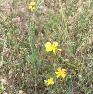 Hypericum gramineum at Tombong, NSW - 17 Jan 2019 11:31 AM