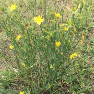 Tricoryne elatior at Tombong, NSW - 17 Jan 2019