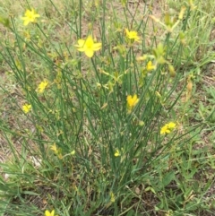 Tricoryne elatior (Yellow Rush Lily) at Tombong, NSW - 17 Jan 2019 by BlackFlat