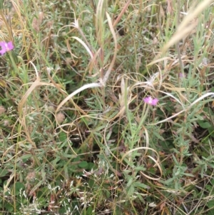 Epilobium sp. at Corrowong, NSW - 17 Jan 2019