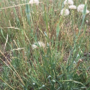 Tragopogon dubius at Corrowong, NSW - 17 Jan 2019 11:17 AM