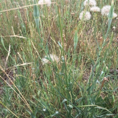 Tragopogon dubius (Goatsbeard) at Black Flat at Corrowong - 17 Jan 2019 by BlackFlat