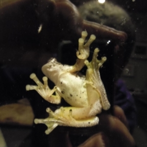 Litoria peronii at Coolagolite, NSW - 20 Apr 2014