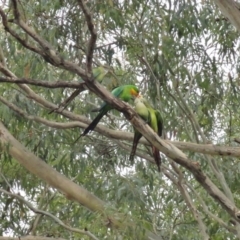 Polytelis swainsonii (Superb Parrot) at Hughes, ACT - 15 Jan 2019 by JackyF