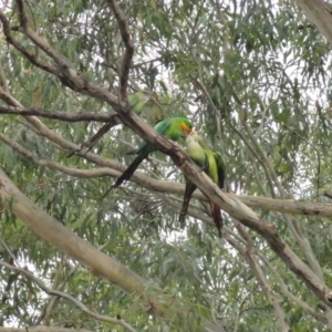 Polytelis swainsonii at Hughes, ACT - suppressed