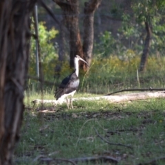 Threskiornis spinicollis (Straw-necked Ibis) at Red Hill to Yarralumla Creek - 15 Jan 2019 by JackyF