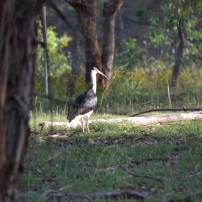 Threskiornis spinicollis (Straw-necked Ibis) at Red Hill to Yarralumla Creek - 15 Jan 2019 by JackyF