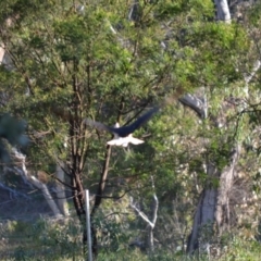 Threskiornis spinicollis at Hughes, ACT - 16 Jan 2019