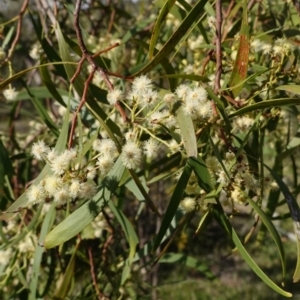 Acacia implexa at Symonston, ACT - 17 Jan 2019 08:25 AM