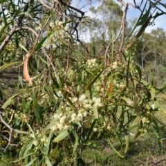 Acacia implexa at Symonston, ACT - 17 Jan 2019 08:25 AM