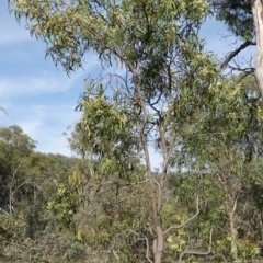 Acacia implexa at Symonston, ACT - 17 Jan 2019 08:25 AM